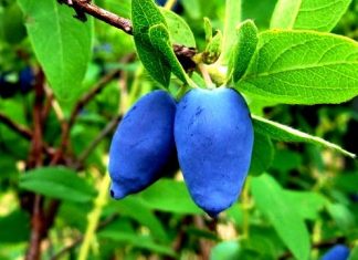 La madreselva azul, el nuevo superalimento canadiense