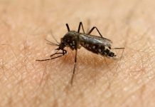 Inicia en Quebec prueba de vacuna contra zika en humanos