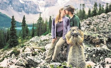 Canadá: Ardilla posa para foto de novios