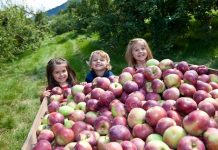 Otoño 2016: Recolección de manzanas