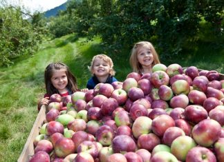 Otoño 2016: Recolección de manzanas