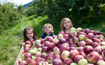 Otoño 2016: Recolección de manzanas