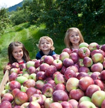 Otoño 2016: Recolección de manzanas