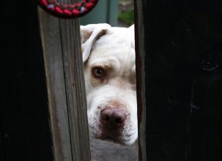 Montreal aprueba una polémica ley que ‘condena a muerte’ o al destierro a miles de pit bull