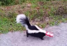 Canadá: Un valiente hombre rescata a un zorrillo atrapado en una lata de gaseosa