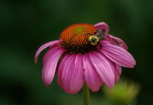 La nueva flor oficial de Montreal para el 375 aniversario flor-montreal