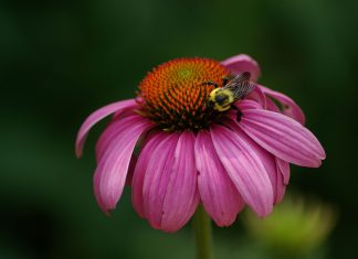 La nueva flor oficial de Montreal para el 375 aniversario flor-montreal