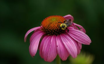 La nueva flor oficial de Montreal para el 375 aniversario flor-montreal