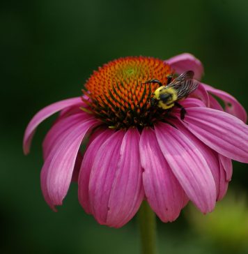 La nueva flor oficial de Montreal para el 375 aniversario flor-montreal
