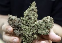 Canadá: Marihuana atrae millones que se podrían hacer humo