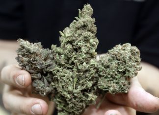 Canadá: Marihuana atrae millones que se podrían hacer humo