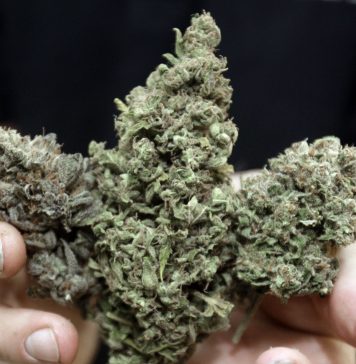 Canadá: Marihuana atrae millones que se podrían hacer humo