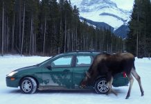 Canadá: Alerta por los alces ‘lamecoches’