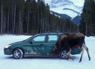 Canadá: Alerta por los alces ‘lamecoches’