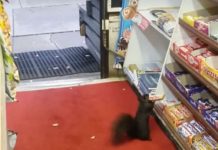 Video: Ardilla roba barras de chocolate Canadá