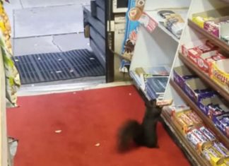 Video: Ardilla roba barras de chocolate Canadá