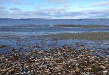 Canadá: Encuentran 20.000 animales marinos muertos en una playa