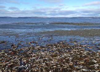 Canadá: Encuentran 20.000 animales marinos muertos en una playa