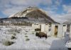 Video: Bisontes libres en Canadá cien años después