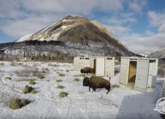 Video: Bisontes libres en Canadá cien años después