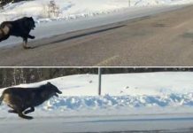 Video: Estos lobos corren solo por diversión a más de 45 kilómetros por hora