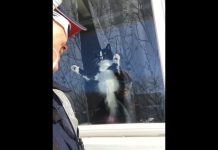 Gato tiene un odio profundo por un cartero canadiense