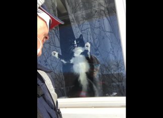 Gato tiene un odio profundo por un cartero canadiense