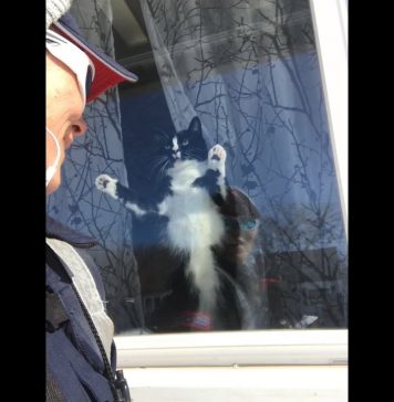 Gato tiene un odio profundo por un cartero canadiense