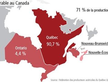 Jarabe de arce: el oro líquido de Quebec