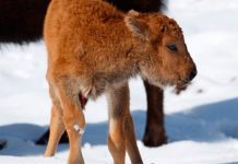 Nace un bisonte por primera vez en 140 años en Canada