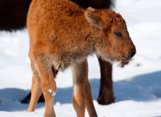Nace un bisonte por primera vez en 140 años en Canada