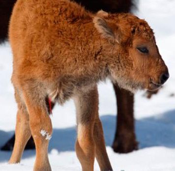 Nace un bisonte por primera vez en 140 años en Canada