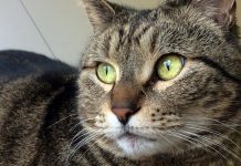 Una gata se extravió en California y apareció en Canadá