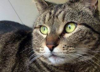 Una gata se extravió en California y apareció en Canadá