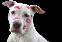 Quebec prohibirá los perros pitbulls