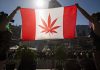 Canadá prevé reducir límite de edad para marihuana