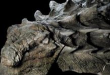 Video: Asombroso hallazgo en Canadá de un fósil de dinosaurio “intacto”