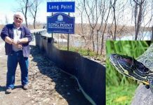 Video: Cambian un camino en Canadá para que las tortugas puedan cruzar con seguridad