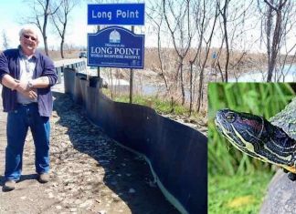 Video: Cambian un camino en Canadá para que las tortugas puedan cruzar con seguridad