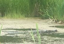 ¿Qué esconde esta fotografía? La Policía de Canadá asegura que no es lo que parece