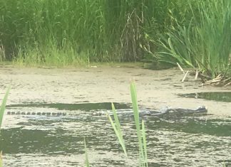¿Qué esconde esta fotografía? La Policía de Canadá asegura que no es lo que parece