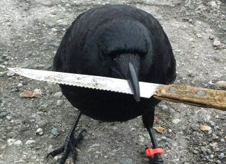 Canuck, el agresivo cuervo que aterroriza a un barrio en Canadá