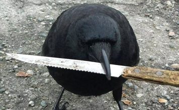 Canuck, el agresivo cuervo que aterroriza a un barrio en Canadá