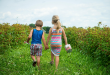 Cosecha de frutas durante el verano en Quebec