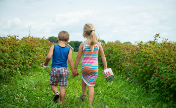 Cosecha de frutas durante el verano en Quebec