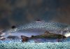 Canadá: Ecologistas están preocupados por la llegada del salmón transgénico