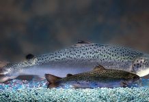 Canadá: Ecologistas están preocupados por la llegada del salmón transgénico