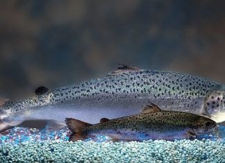 Canadá: Ecologistas están preocupados por la llegada del salmón transgénico