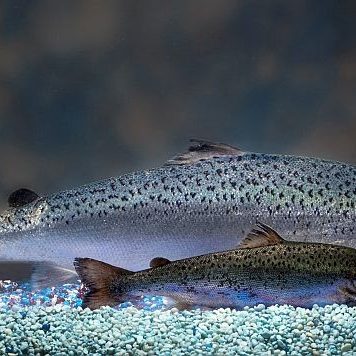 Canadá: Ecologistas están preocupados por la llegada del salmón transgénico