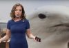 VIDEO VIRAL: Una gaviota gigante sabotea en directo la intervención de meteorólogo en televisión